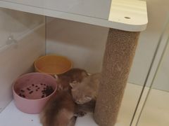 -十月米努特矮脚猫舍