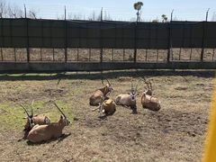 -上海野生动物园