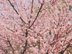 -原山国家森林公园