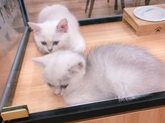 -袖虎·猫馆(体育西路店)