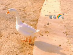 -杨柳青庄园
