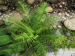 -成都市活水公园