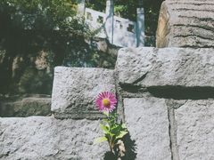 -高尔山公园