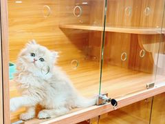 -猫十亿·布偶金渐层·曼基康矮脚猫舍(青年路店)