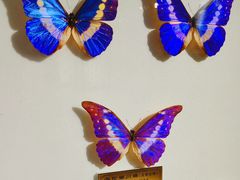 -上海昆虫博物馆