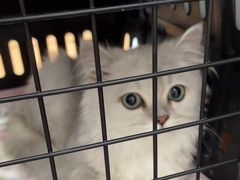 -艾贝尔宠物医院·24H转诊中心·肿瘤猫专科(江宁双龙店)
