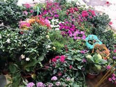 -沪花拾者(好再来花卉鲜花店)