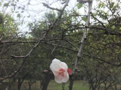 -第一山景区