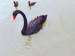 -上海野生动物园