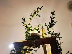 -芳香乐府疗愈空间·SPA·冥想