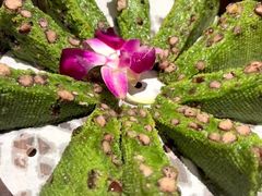 -阿露佳·舌尖上的安吉菜