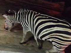 -清迈夜间动物园