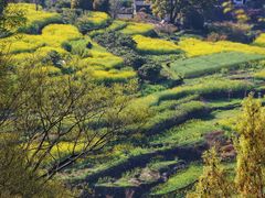 -桑洲油菜花景区