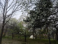 -北陵公园