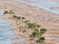 -盐城丹顶鹤湿地生态旅游区