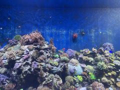 -珠海长隆海洋王国