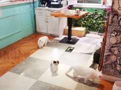 -猫小院猫主题餐厅(三里屯店)
