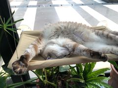 -松果猫咖(桐乡吾悦金街店)