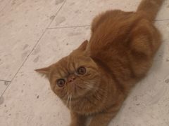 -飞行喵MR PILOT|猫舍·猫咖(静安大融城店)