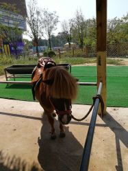 -萌宠亲子动物乐园(槐房万达店)