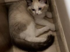 -lincat·猫舍(广州店)