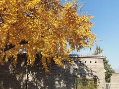 -三里屯东五街银杏大道
