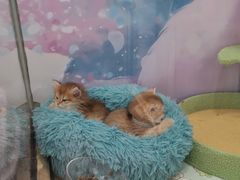 -糯米喵星人总部直营旗舰店·猫舍·幼猫出售