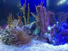 -上海海洋水族馆