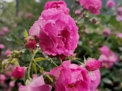 -楠柏弯休闲山庄(梨花溪店)