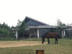 -田园东方蜜桃村的田野营地