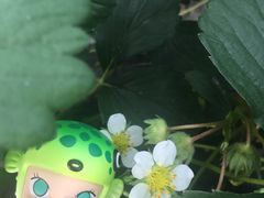 -小鱼草莓采摘园农家乐·小鱼餐厅