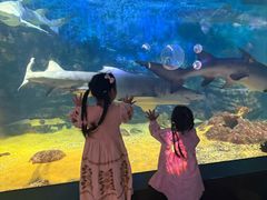 -烟台海昌鲸鲨海洋公园