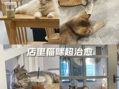 -楼上猫咖(罗湖店)