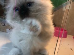 -李小姐の猫咖啡馆(五角场店)