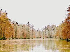 -池杉湖湿地公园