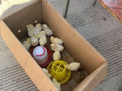 -示范集贸市场