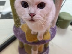 -三花喵·撸猫购宠·宠物生活馆(虹桥南丰城店)