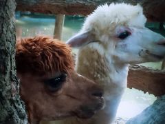 -清迈夜间动物园