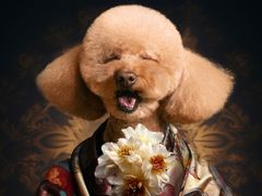 -读宠于你·约克夏比熊·睫角守宫·爬宠售卖(高新店)