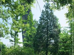 -上海佘山国家森林公园天马山园