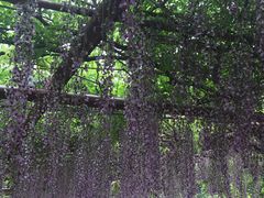 -嘉定紫藤园