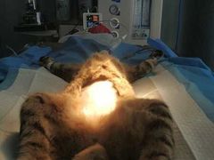 -伟伟宠物医院·CT影像中心·瑞派犬猫综合性门诊(汉口总院)