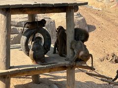 -大连森林动物园