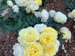 -人民公园(罗湖区)