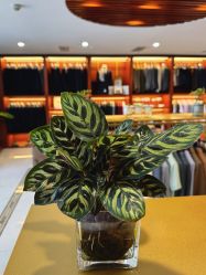 -Hongdu红都·高端西装定制男士西装礼服大衣定制