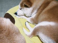 -逗柴咖啡屋·狗咖猫咖宠物桌游