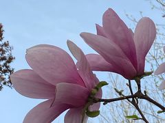 -丰台花园