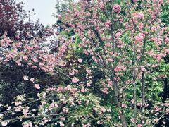 -铁山坪森林公园