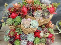 -龙大花卉苗木市场