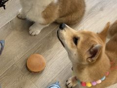 -浣熊柯尔鸭土拨鼠·电玩咖